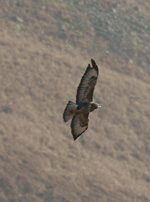 Soaring by Betty Fold Gallery